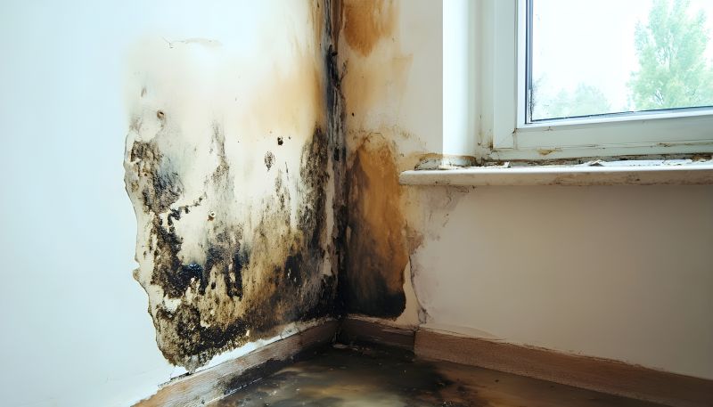 Crawl Space Mold Removal in Fort Lauderdale, FL