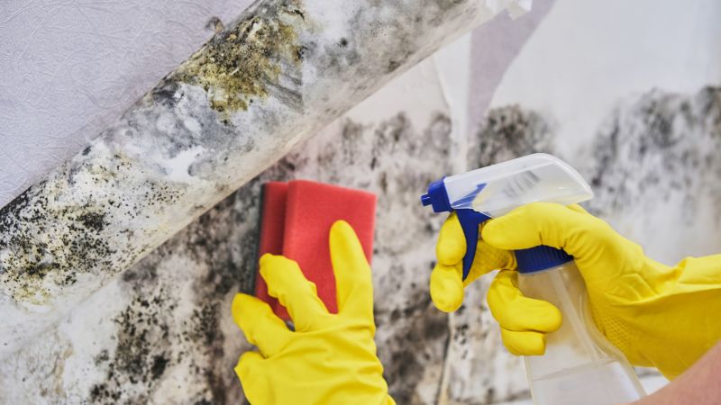 Garage Mold Remediation in Frisco, TX