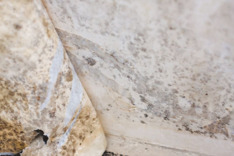 Mold Abatement Service in Broward County, FL
